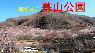 仲間と行く幕山公園（湯河原梅林）