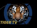 TigerTV Sept20,2024