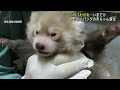 ふわふわの毛がカワイイ！レッサーパンダの赤ちゃん誕生　釧路市動物園