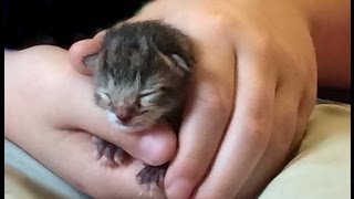 母猫に庭のポーチに置いて行かれた、とても小さな産まれて間もない子猫。運よく、家の人が助けて育ててみると・・・【nekoの部屋】