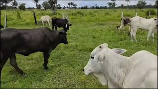 FAZENDA BONITA E BOA A VENDA! ZAP 62 98212-8176