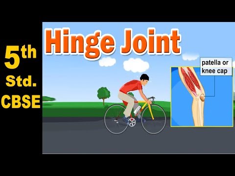 What are 2 examples of a hinge joint?