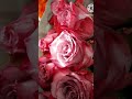 আজ সারা বেলা 🌞 beautiful flower😍 roses 🌹🌹🥰 shorts trending video