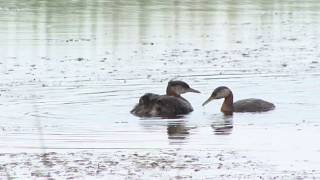 Red-necked Grebe（アカエリカイツブリ）