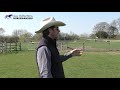 how working cattle with your horse can build confidence and develop control.