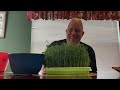 pea shoot microgreens grown hydroponically the