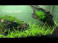 how to fix cloudy aquarium water diy fish tank water polisher the king of diy