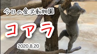 おきてたべてねるコアラ・今日の金沢動物園#2