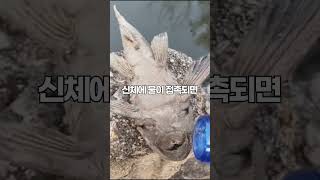 물만 있으면 살아나는 좀비 물고기