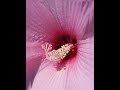 viral video variety flowers video