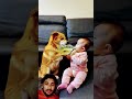 dog funny baby cute goldenlab doglover comedy pappie petowner