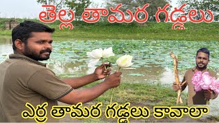 తెల్ల తామర మరియు ఎర్ర తామర పువ్వులు కావాలా //lotusroots//lotus flower s//#trending