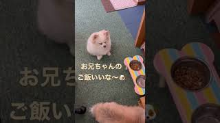 【ポメラニアン\u0026チワワ】お兄ちゃんのご飯がどうしても美味しそうに見えてしまううちの犬 #shorts