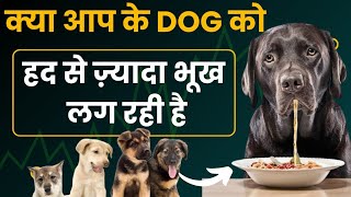 क्या आप के Dog को  😋 हद से ज़्यादा भूख लग रही है Dog ko Jyada bhuk