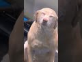 dog_laughing🤣😂 foryou funnydog fyp funnytiktok funnyvideos dog viralvideo trending funny