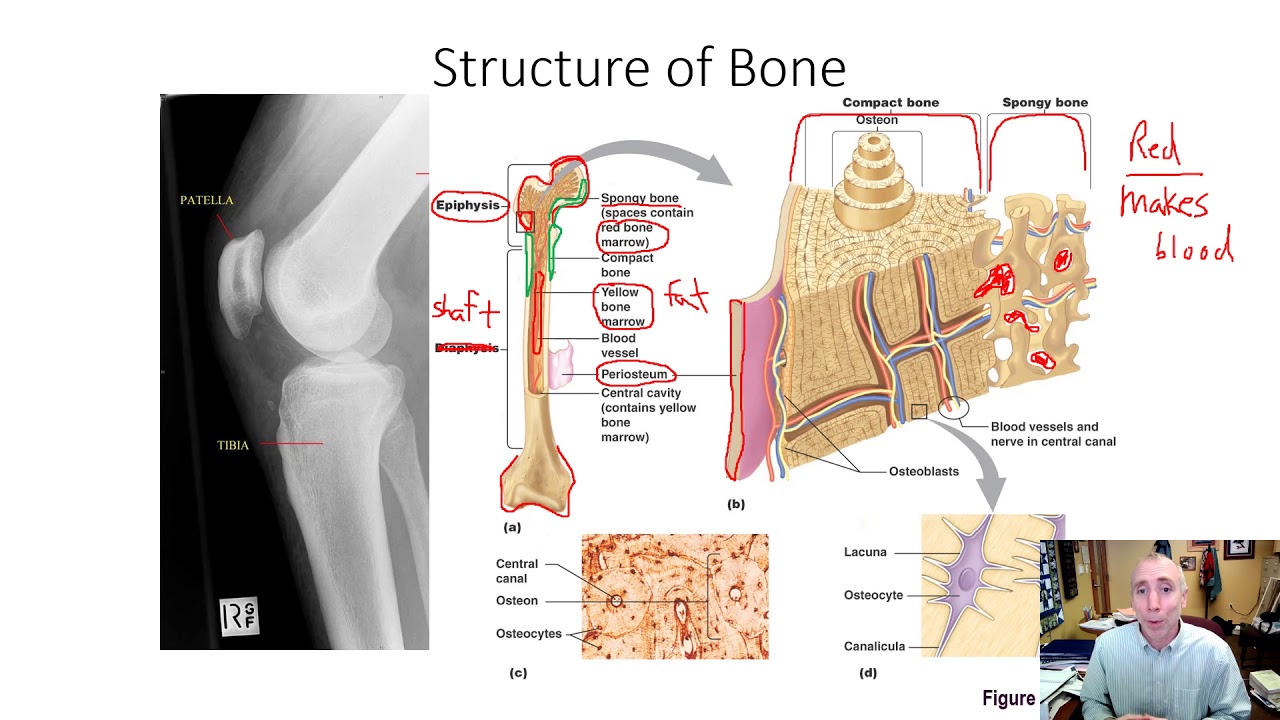 Bone Structure Development And Repair Youtube