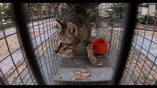 How TNR works... Trap Neuter Return