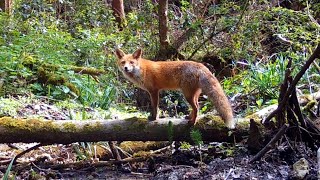 Forest wildlife in France