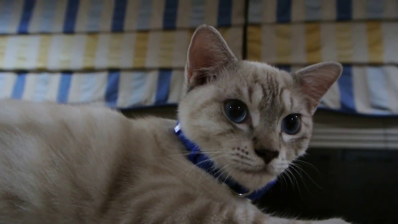 Half Siamese Half Persian Cat Youtube