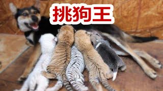 小狗没开眼就能选出狗王，老猎人挑狗秘诀