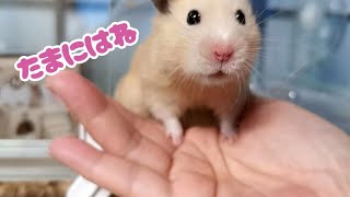 たまには母ちゃんの手に乗るごんちゃん Gon gets on my hand once in a while. ☆ English subtitles 可愛いハムスター