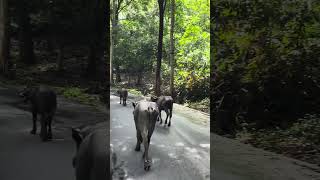 Athirapally weather trip🤯🤬 #comedy #athirappillywaterfalls #athirappally #kerala #pollachi #goat