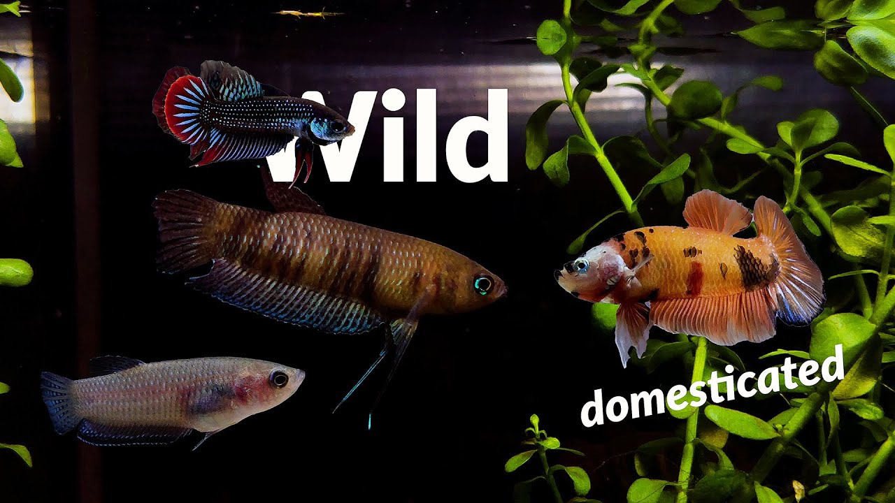 Wild Betta Fish | Not Your Everyday Bettas - YouTube