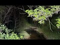 film it arundel mills mall bigfoot sighting exploring the woods around the mall