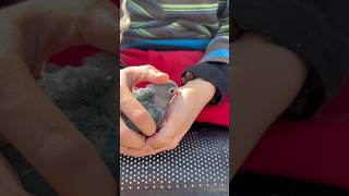 Sharing love with love bird baby chicks