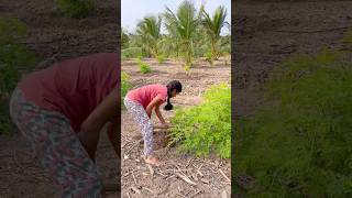 உழவே தலை 🌾 உழவு இல்லையேல் உணவு இல்லை 🥹🙏#விவசாயம்#farming#village#agrilculture#villagelife#tamil