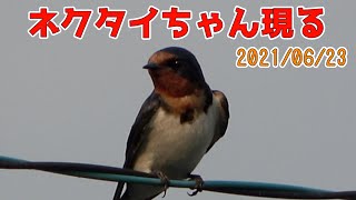 雛3羽完全巣立ち！ネクタイちゃん出現！2021/06/23