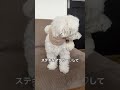 ステキなマフラーをいただきました😊 dog 犬 いぬ doglover shorts