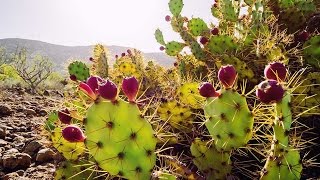 Desert cactus purifies contaminated water for aquaculture, drinking and more (video)