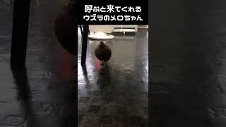 ウズラは慣れると呼べば来てくれる（気分によるけど）