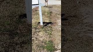 Prepping For A CRISPY Edge | Bevel | Lawn Care | Time Lapsed | SATISFYING