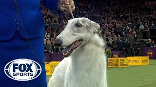 Lucy the Borzoi wins the Hound Group | WESTMINSTER DOG SHOW (2018)| FOX SPORTS