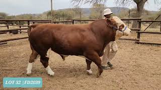 THOLO HOLDINGS SIMMENTALLER STUD 2022