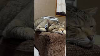 【何か用ですか？】#可愛い #可愛い猫 #かわいい #かわいい猫 #衝撃 #癒し #癒し動画 #寝顔 #伏せ #とらちゃんみて