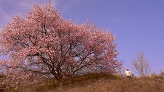 杏花树下藏着舌尖上的美味？挖一篮蒲公英回家，为一杯清热解毒茶