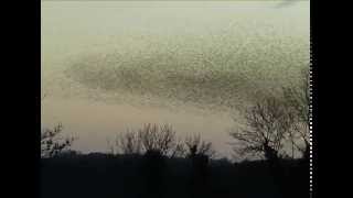 Vincent Sheridan Murmuration Video 1