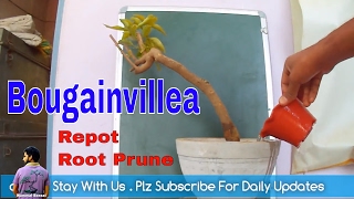 बुगनबेल को जमीन से गमले में कैसे लगाए / How to Transplant a Bougainvillea / Mammal Bonsai बुगनबेल को जमीन से गमले में कैसे लगाए / How to Transplant a Bougainvillea / Mammal Bonsai