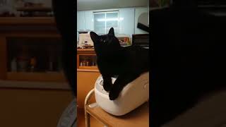 炊飯器で暖をとる黒猫#shorts