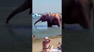 Анапа. Слон Ашотик🤣 на пляже Черного моря. Без комментариев