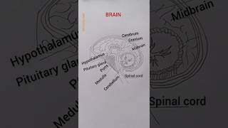 Human Brain Drawing with Labels I Structure of Human Brain – Easy Science Drawing