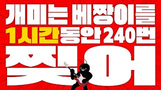 #1시간반복재생 #개미는베짱이를1시간동안240번찢어