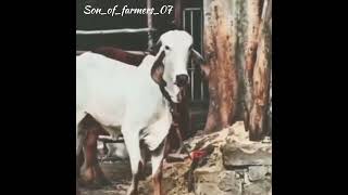 જોરદાર ગીર/કાંકરેજ ગાય//son_of_farmers_07