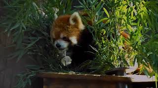 2021/11/7【野毛山動物園】賢健(♂)➊⇒Red Panda \