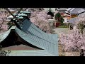 熊野宮と山桜｛みやま市山川町｝