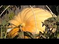 What's the secret to growing giant pumpkins?