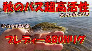 バス釣り琵琶湖！秋の高活性状態のバスにブレディー\u0026BONリグが効果的⁉バレまくりからの〇〇バス！